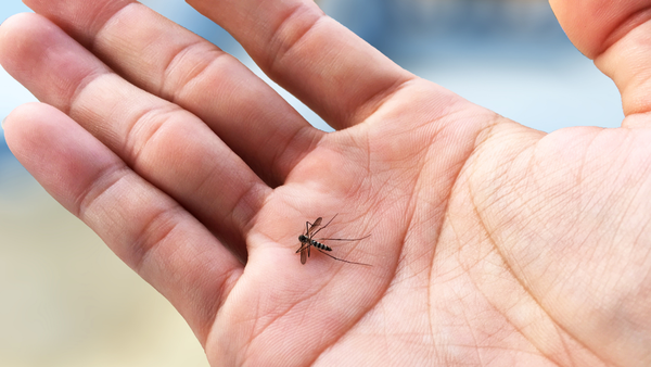 PicDoc alerta para aumento sazonal da dengue e reforça orientações de prevenção e identificação dos sintomas